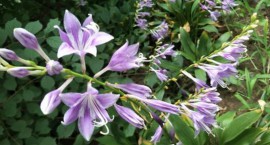 江苏紫玉簪